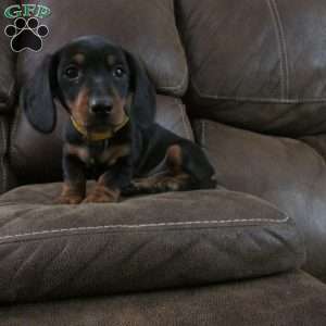 Digger, Dachshund Puppy